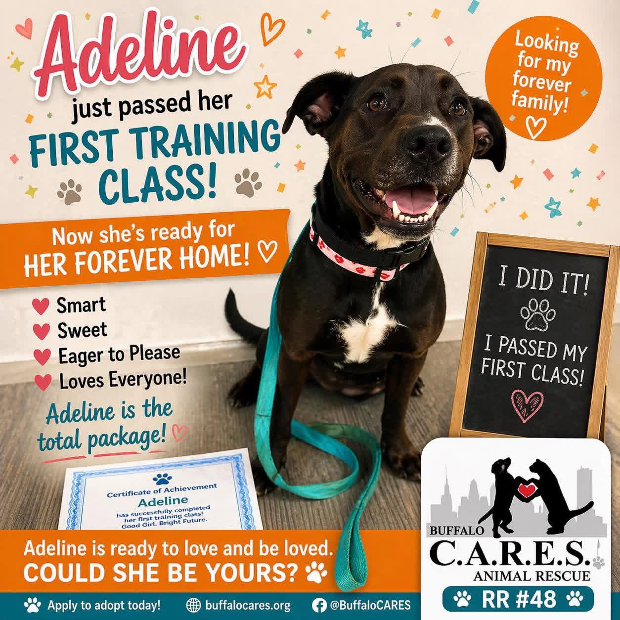 Adeline, Adopted, Young Female Labrador Retriever.