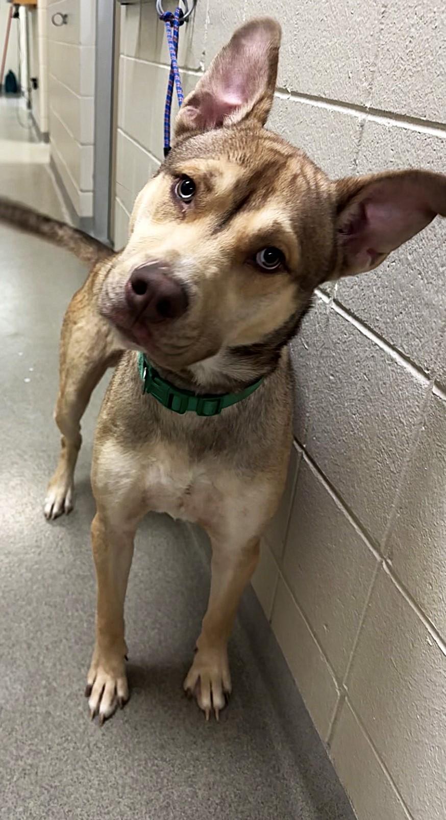 Enlarge Scrooge McRuff, a ADOPTABLE mixed breed in Kearney, NE image 1/1