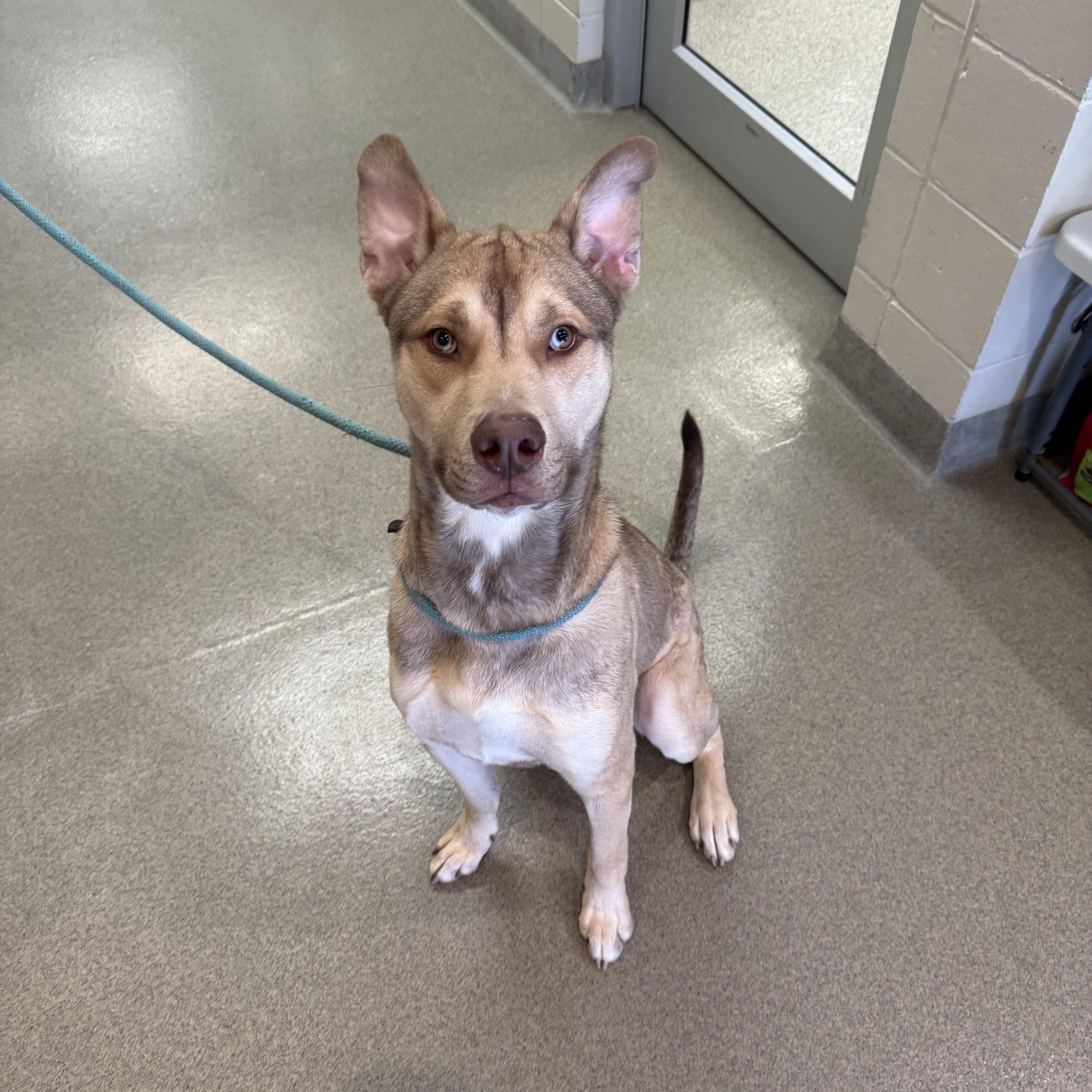 Scrooge McRuff, ADOPTABLE, Adult Male German Shepherd Dog & Husky.