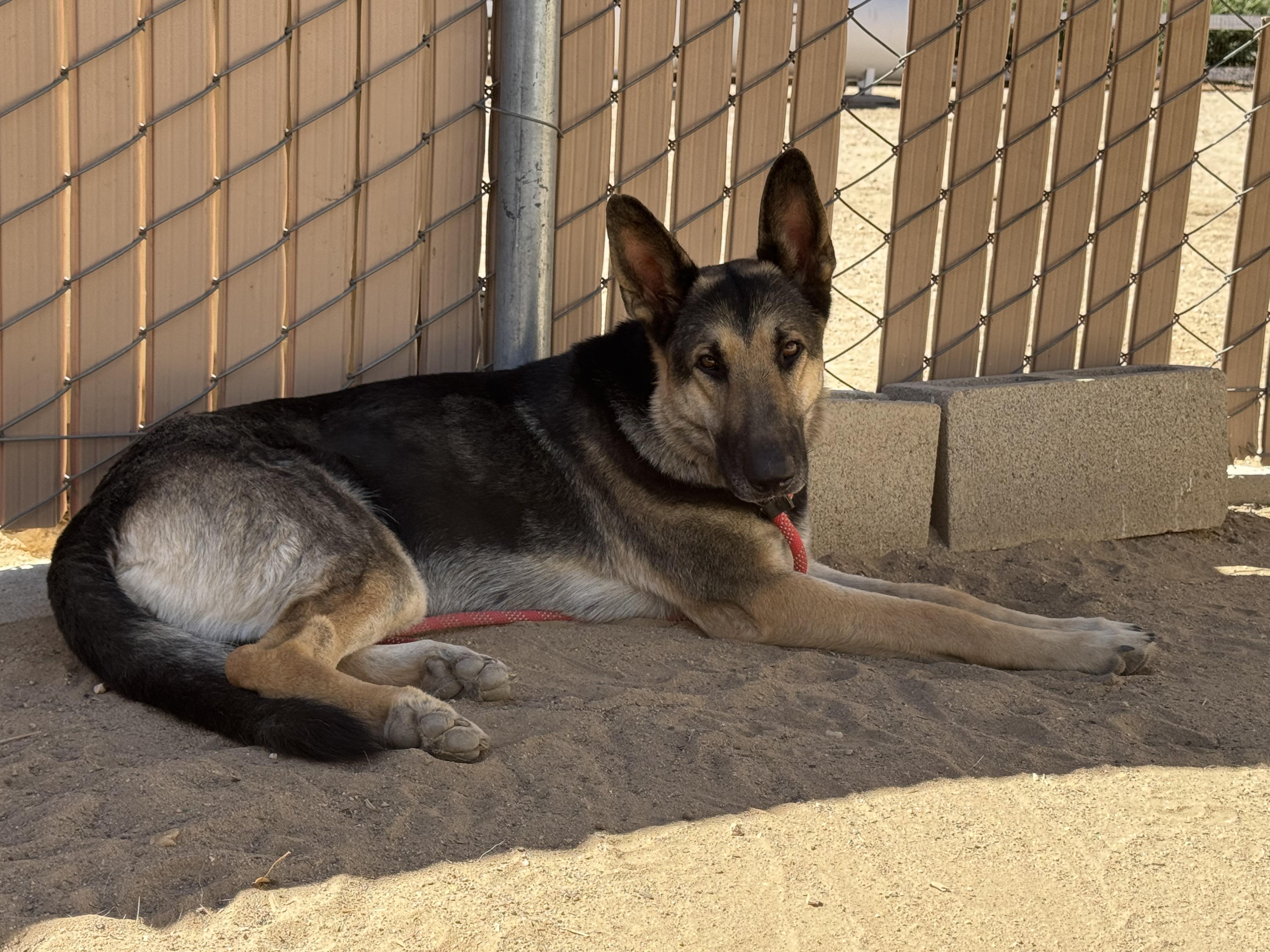 Enlarge Hayden, a Adopted German Shepherd Dog in Van Nuys, CA image 5/6