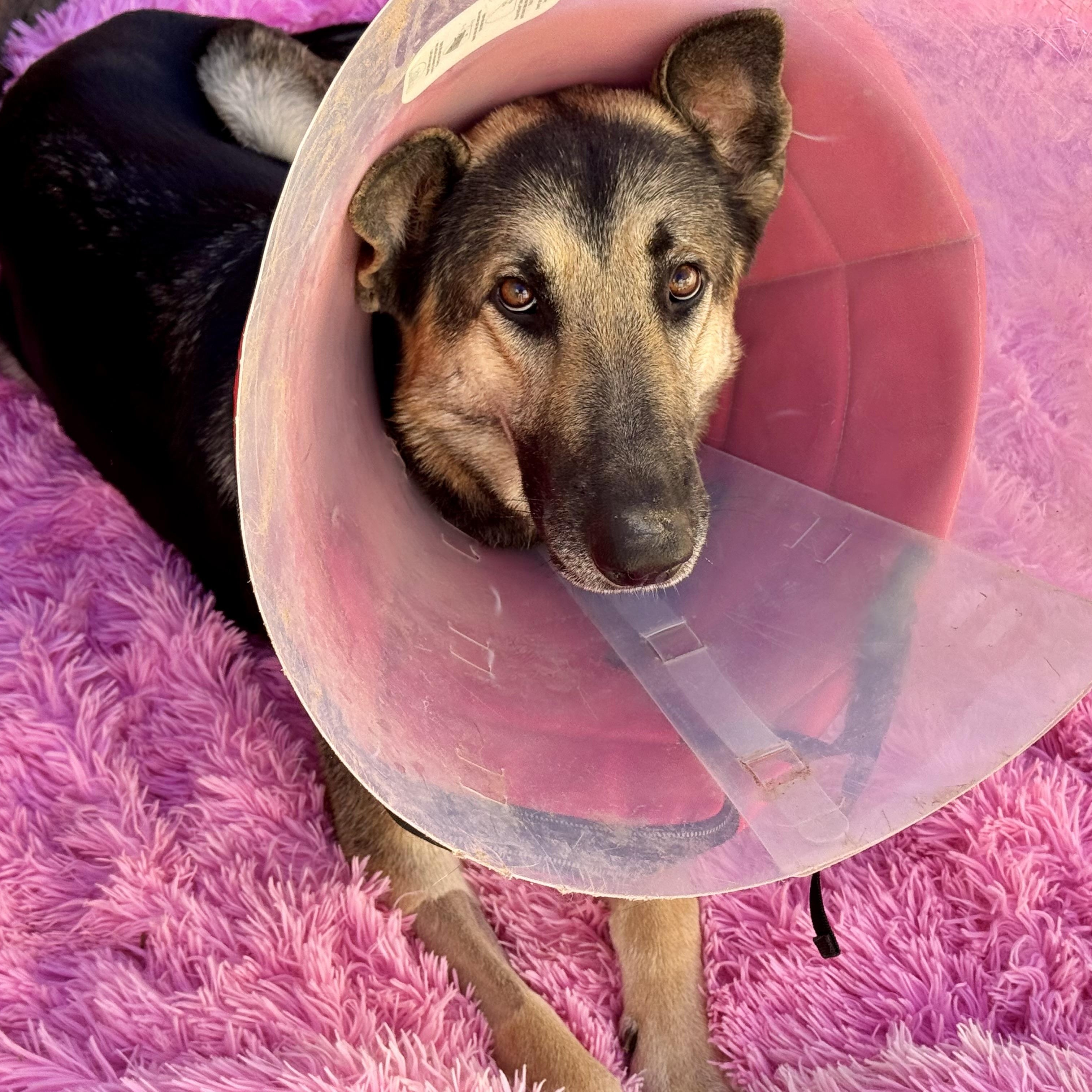 Enlarge Hayden, a Adopted German Shepherd Dog in Van Nuys, CA image 3/6