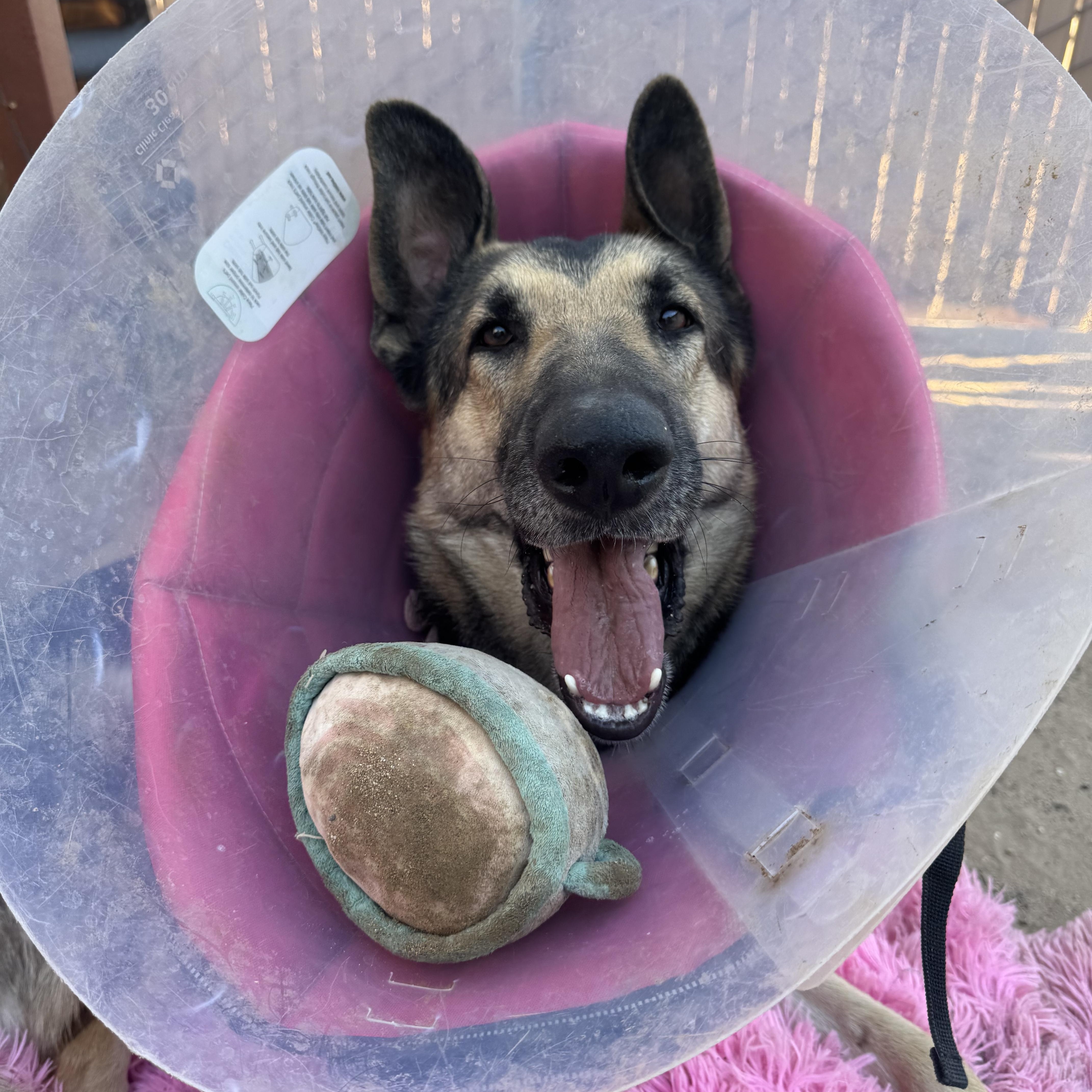 Hayden, Adopted, Adult Female German Shepherd Dog.