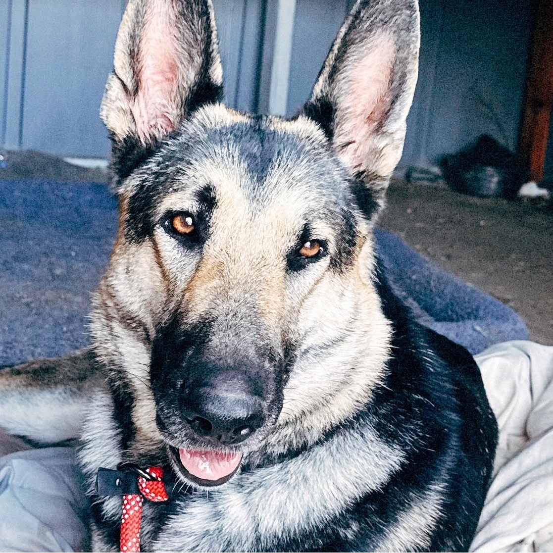 Enlarge Hayden, a Adopted German Shepherd Dog in Van Nuys, CA image 4/6