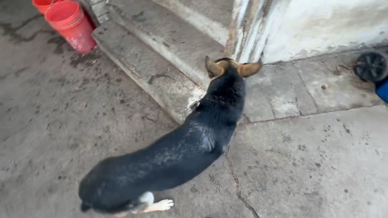 Enlarge Hayden, a Adopted German Shepherd Dog in Van Nuys, CA video 2/6