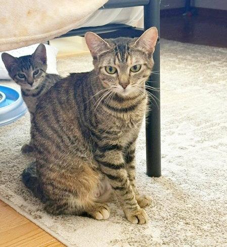 EMMIE - Young female, Adoptable, Adult Female Tabby.