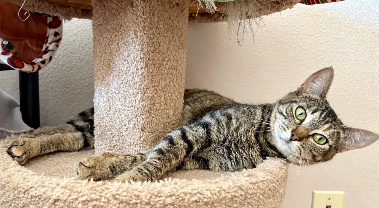 Enlarge EMMIE - Young female, a Adoptable Tabby in Hillsboro, OR image 2/3