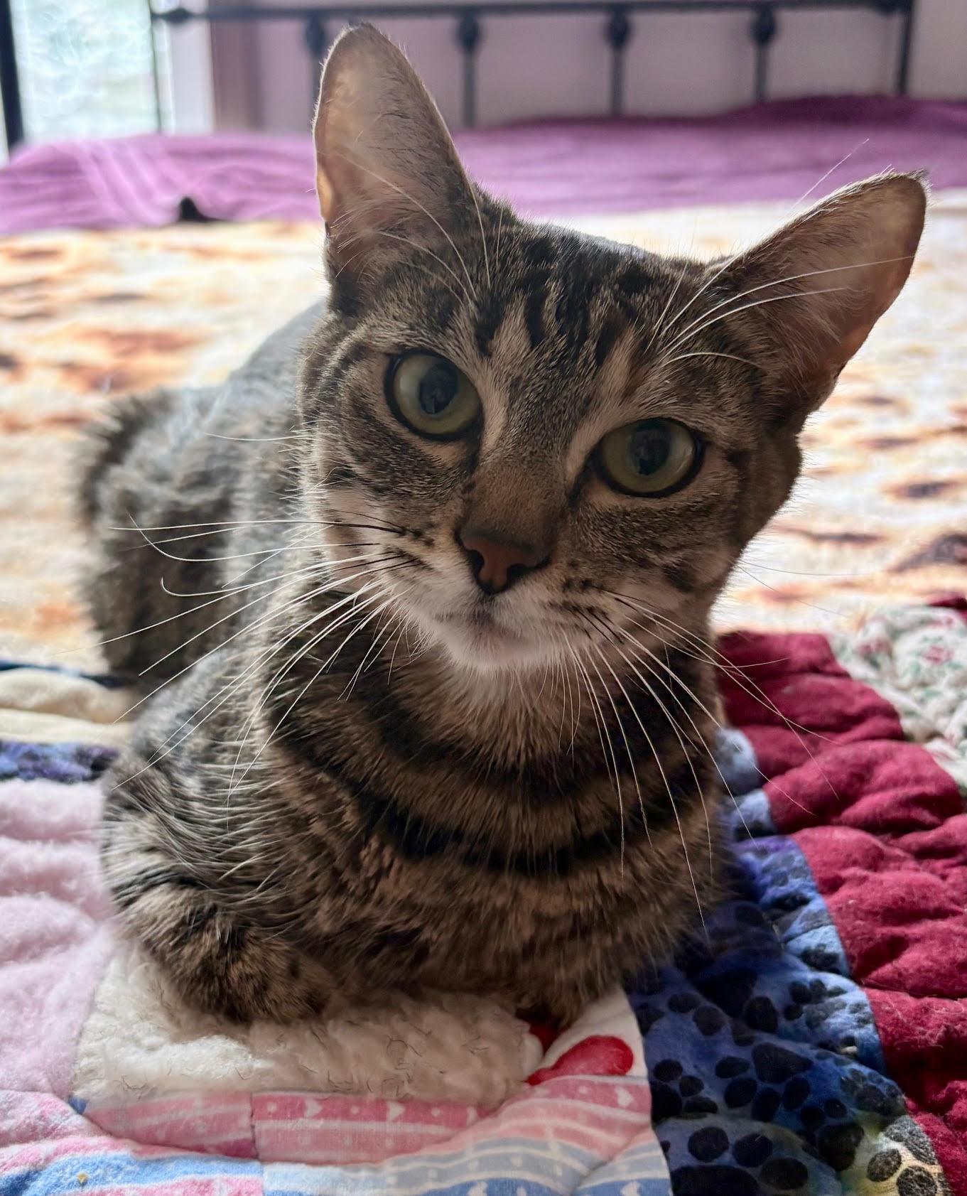 Enlarge EMMIE - Young female, a Adoptable Tabby in Hillsboro, OR image 3/3