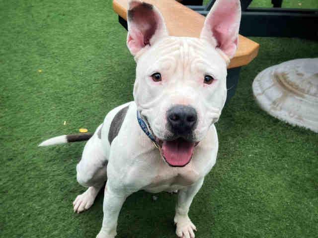 Enlarge GISELE, a Adoptable Pit Bull Terrier in Carlsbad, CA image 1/1