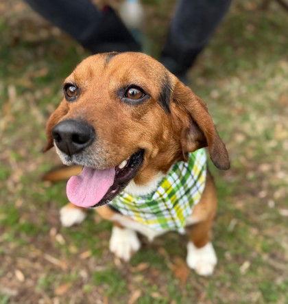 Sniffums, Adoptable, Adult Male Beagle.