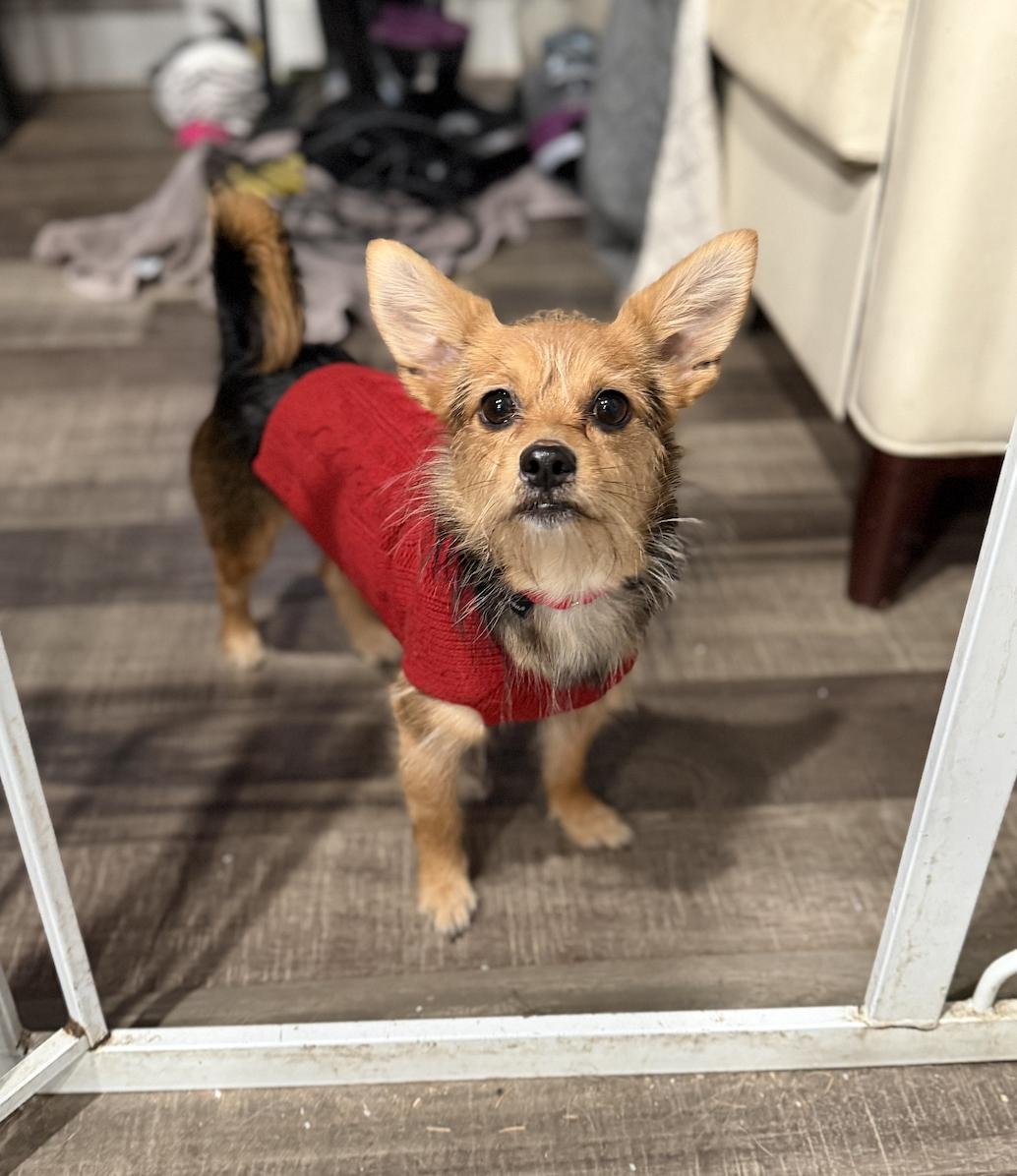 Junie, a ADOPTABLE mixed breed in Mahwah, NJ image 1/4