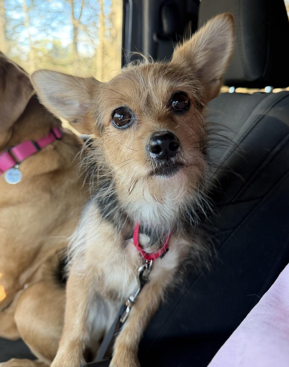 Junie, a ADOPTABLE mixed breed in Mahwah, NJ image 2/4