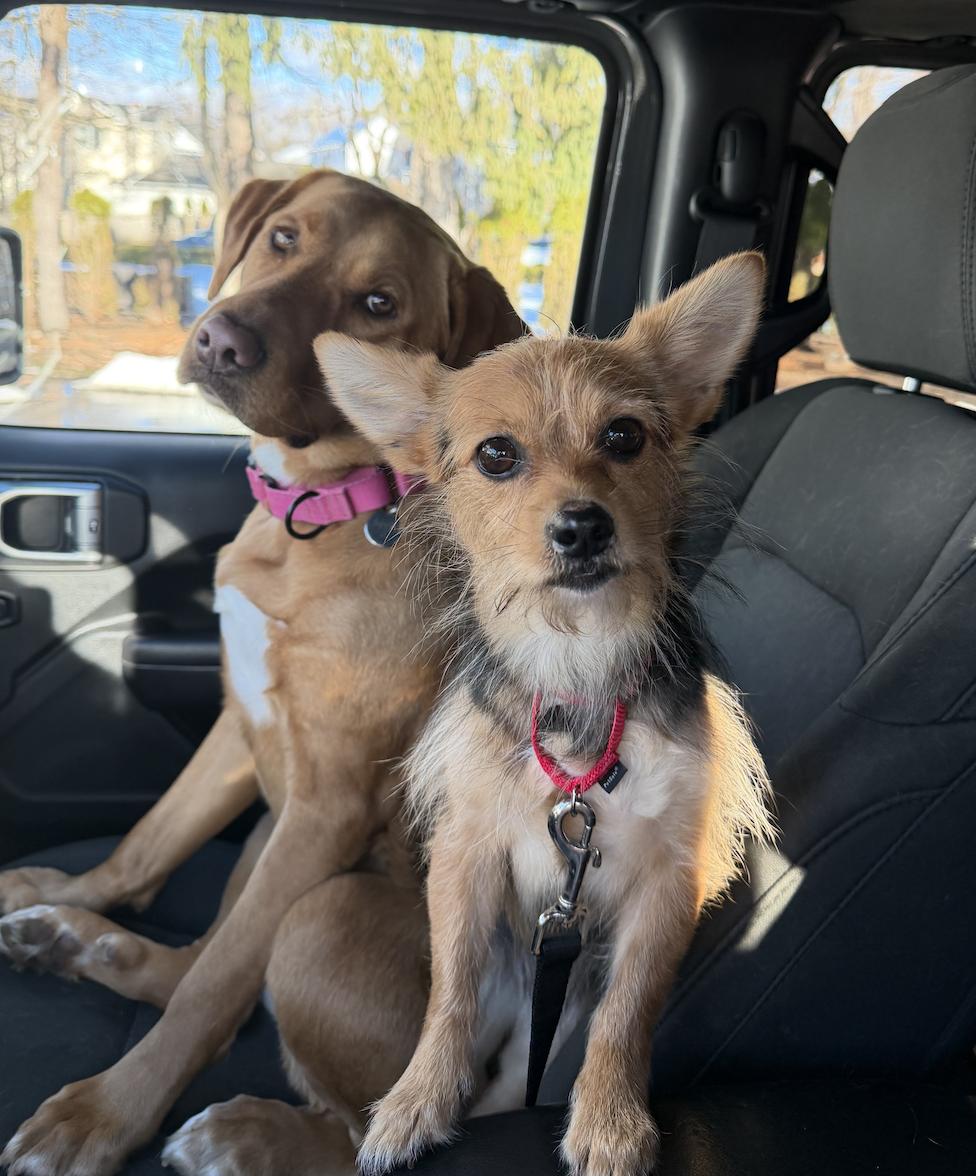 Junie, a ADOPTABLE mixed breed in Mahwah, NJ image 3/4