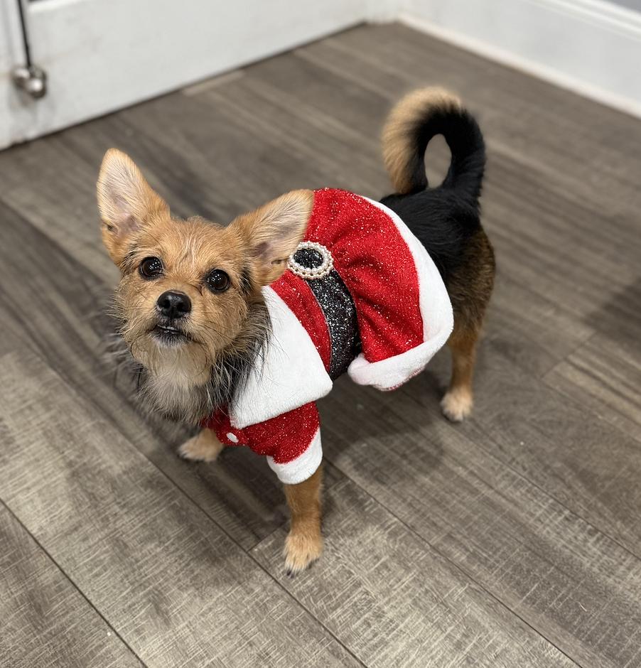 Junie, a ADOPTABLE mixed breed in Mahwah, NJ image 4/4