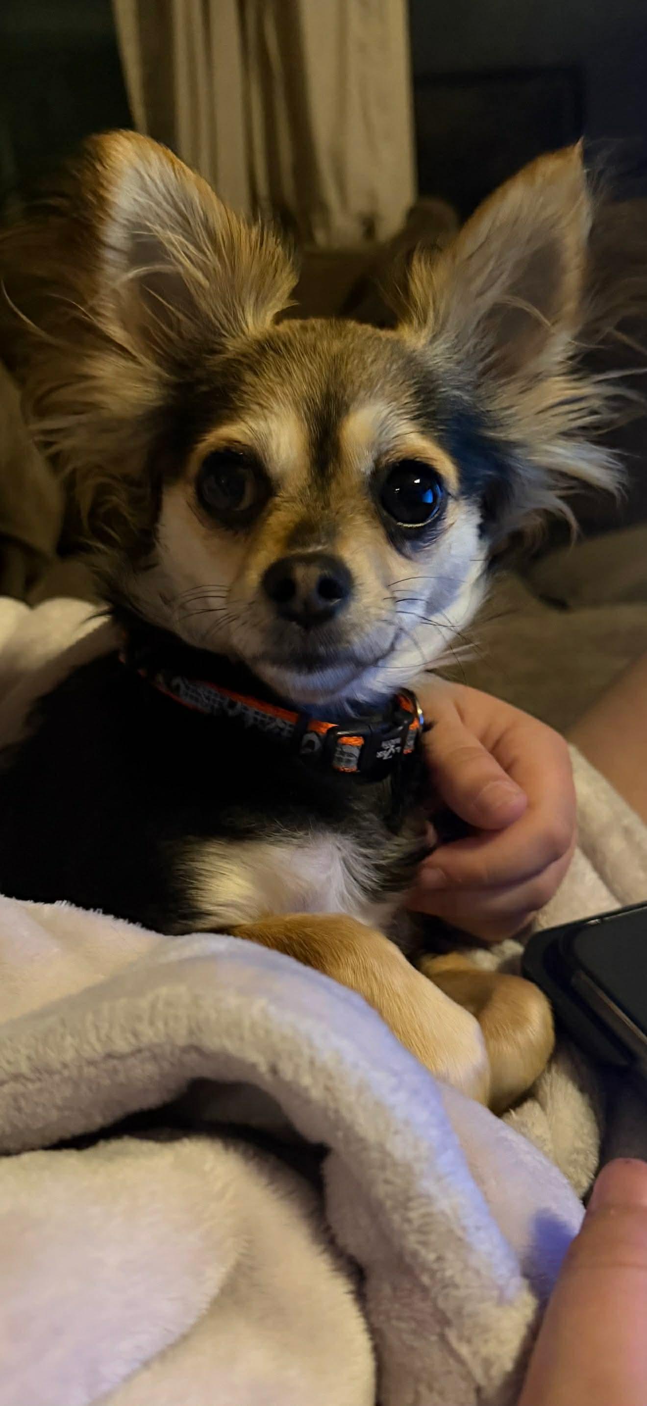 Bell, Adoptable, Adult Female Chihuahua.