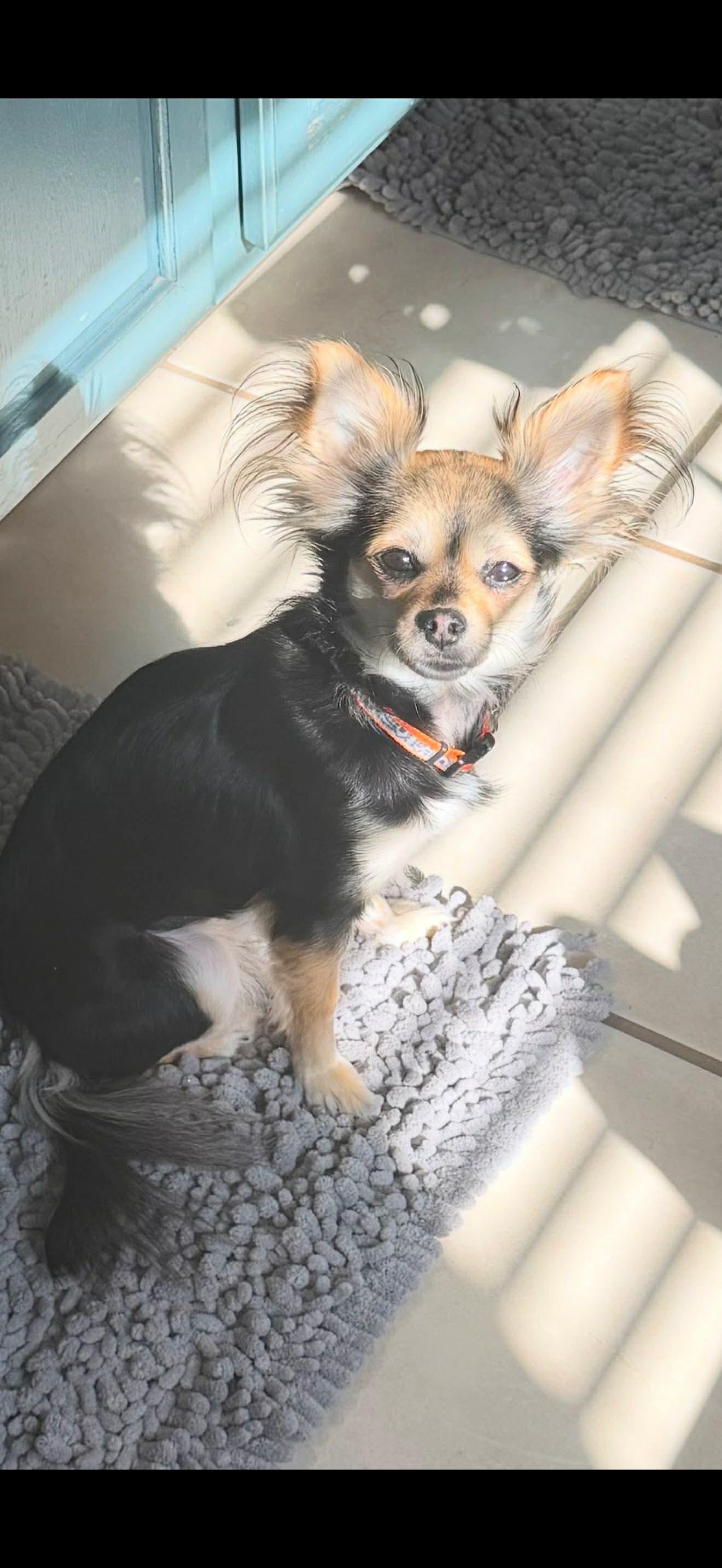 Enlarge Bell, a Adoptable Chihuahua in Dallas, TX image 2/3