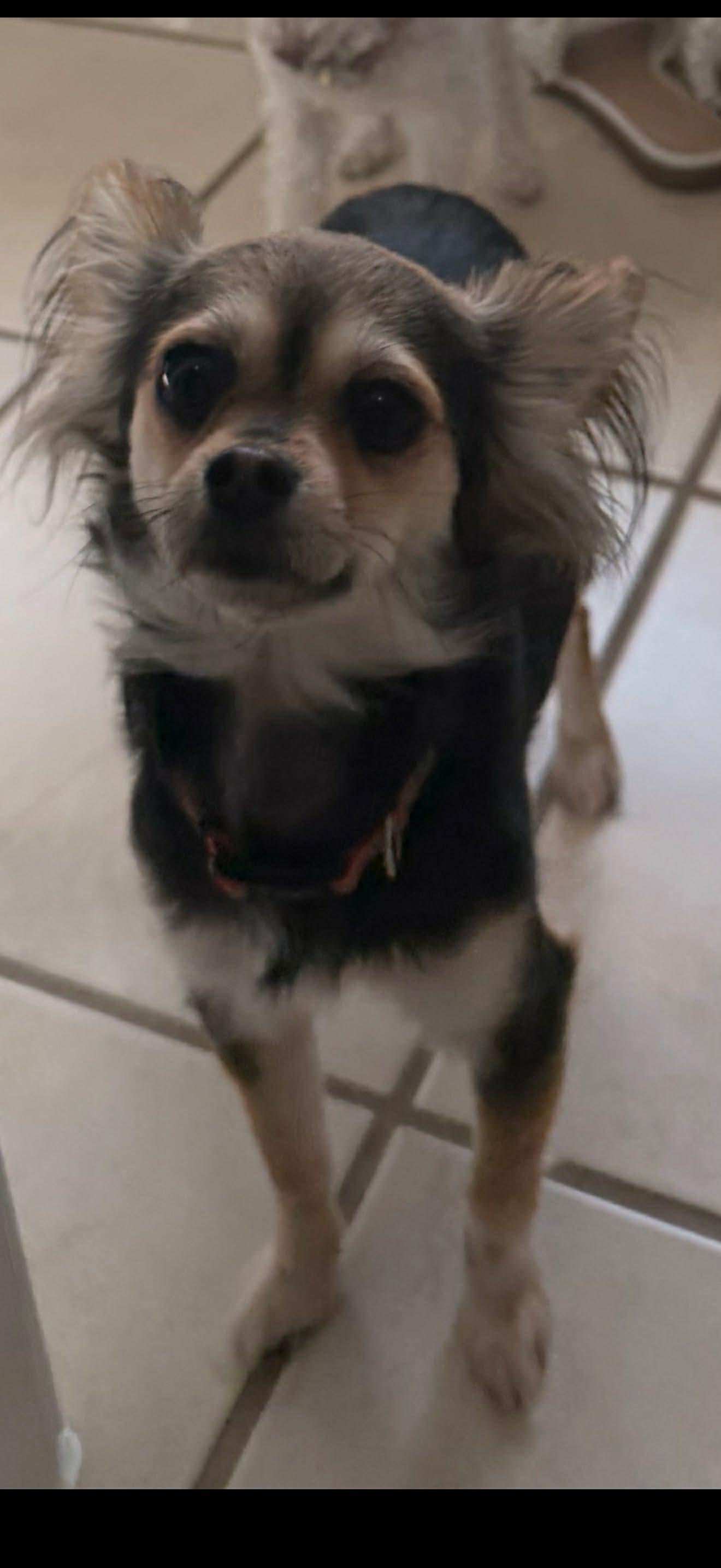 Enlarge Bell, a Adoptable Chihuahua in Dallas, TX image 3/3