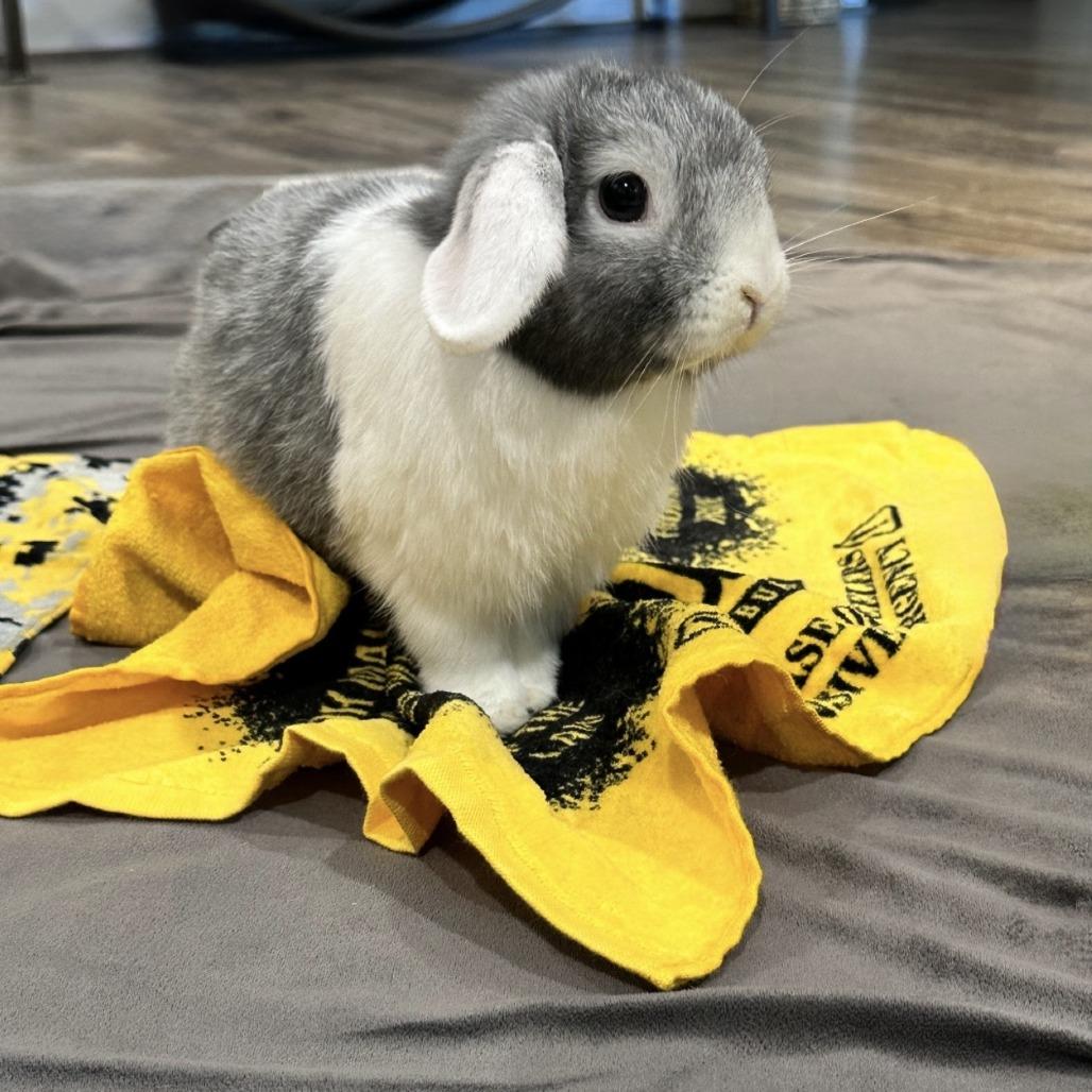 Enlarge TJ (bonded with Brownie Blue), a Adoptable Holland Lop in Portland, OR image 1/6