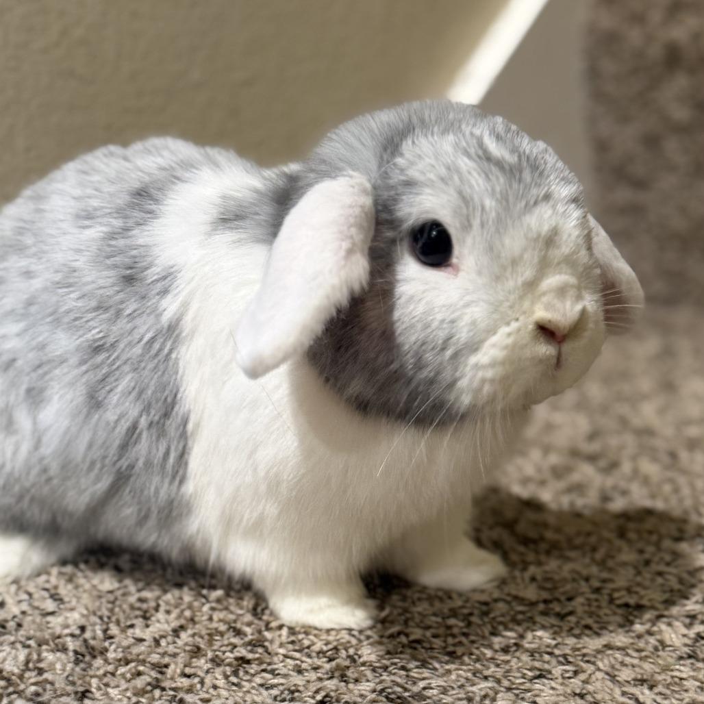 Enlarge TJ (bonded with Brownie Blue), a Adoptable Holland Lop in Portland, OR image 3/6