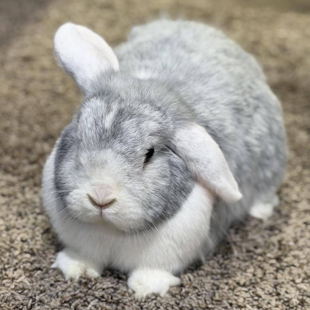 Enlarge TJ (bonded with Brownie Blue), a Adoptable Holland Lop in Portland, OR image 5/6