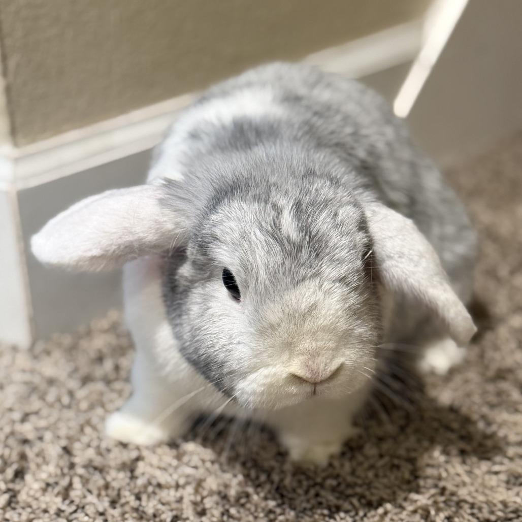 Enlarge TJ (bonded with Brownie Blue), a Adoptable Holland Lop in Portland, OR image 6/6