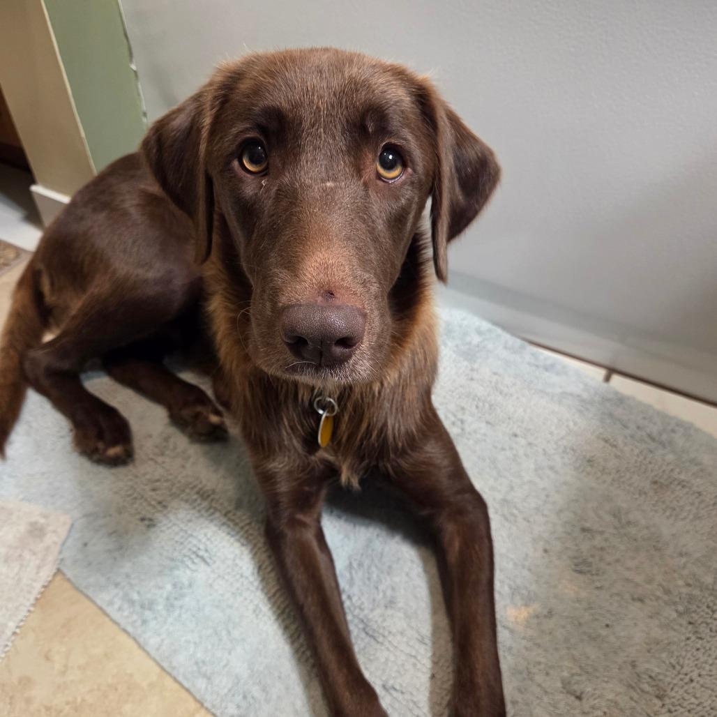 Jolene, Adoptable, Adult Female Chocolate Labrador Retriever & Weimaraner.