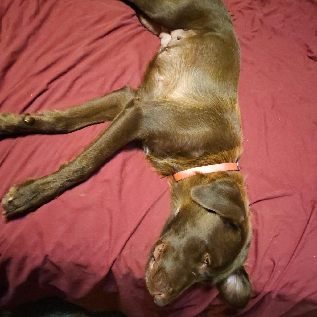 Enlarge Jolene, a Adoptable mixed breed in Peculiar, MO image 2/6
