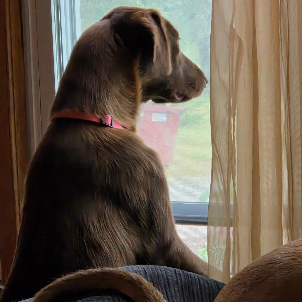 Enlarge Jolene, a Adoptable mixed breed in Peculiar, MO image 3/6