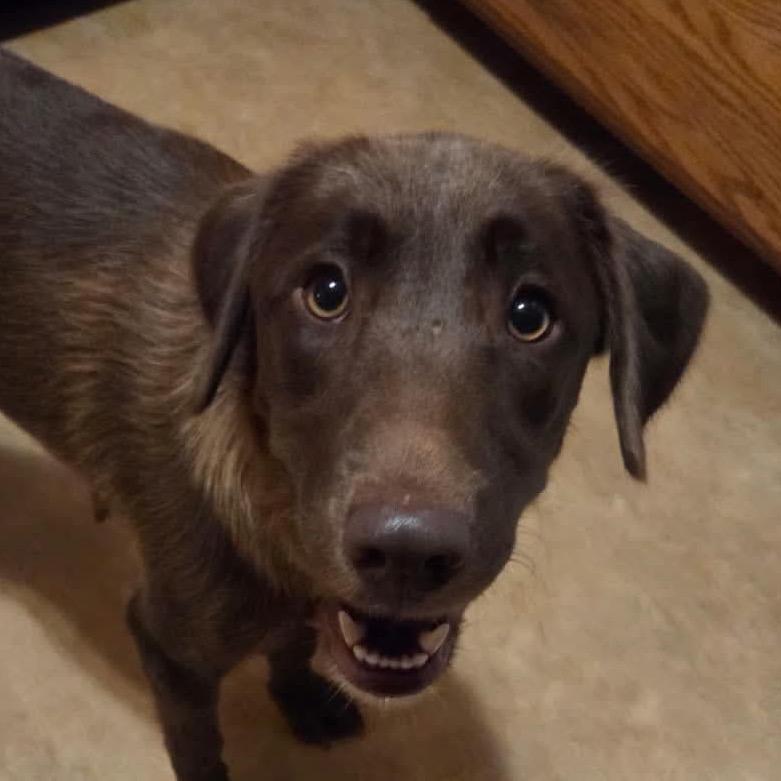 Enlarge Jolene, a Adoptable mixed breed in Peculiar, MO image 4/6