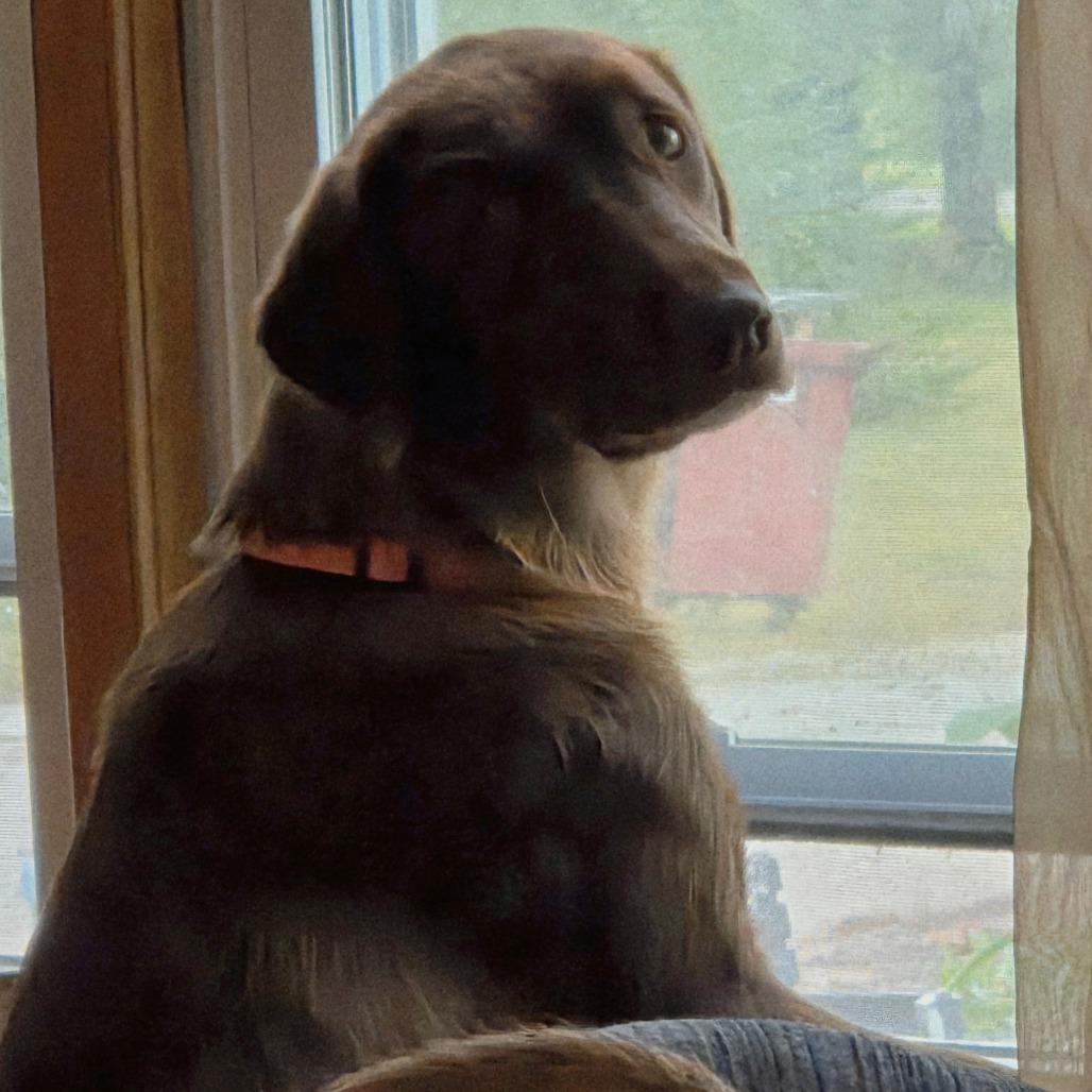 Enlarge Jolene, a Adoptable mixed breed in Peculiar, MO image 5/6