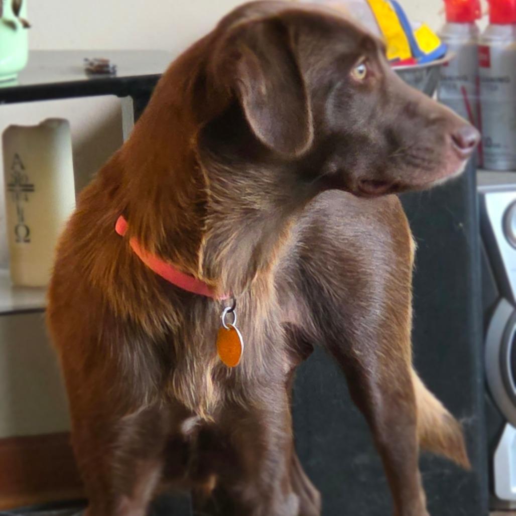 Enlarge Jolene, a Adoptable mixed breed in Peculiar, MO image 6/6