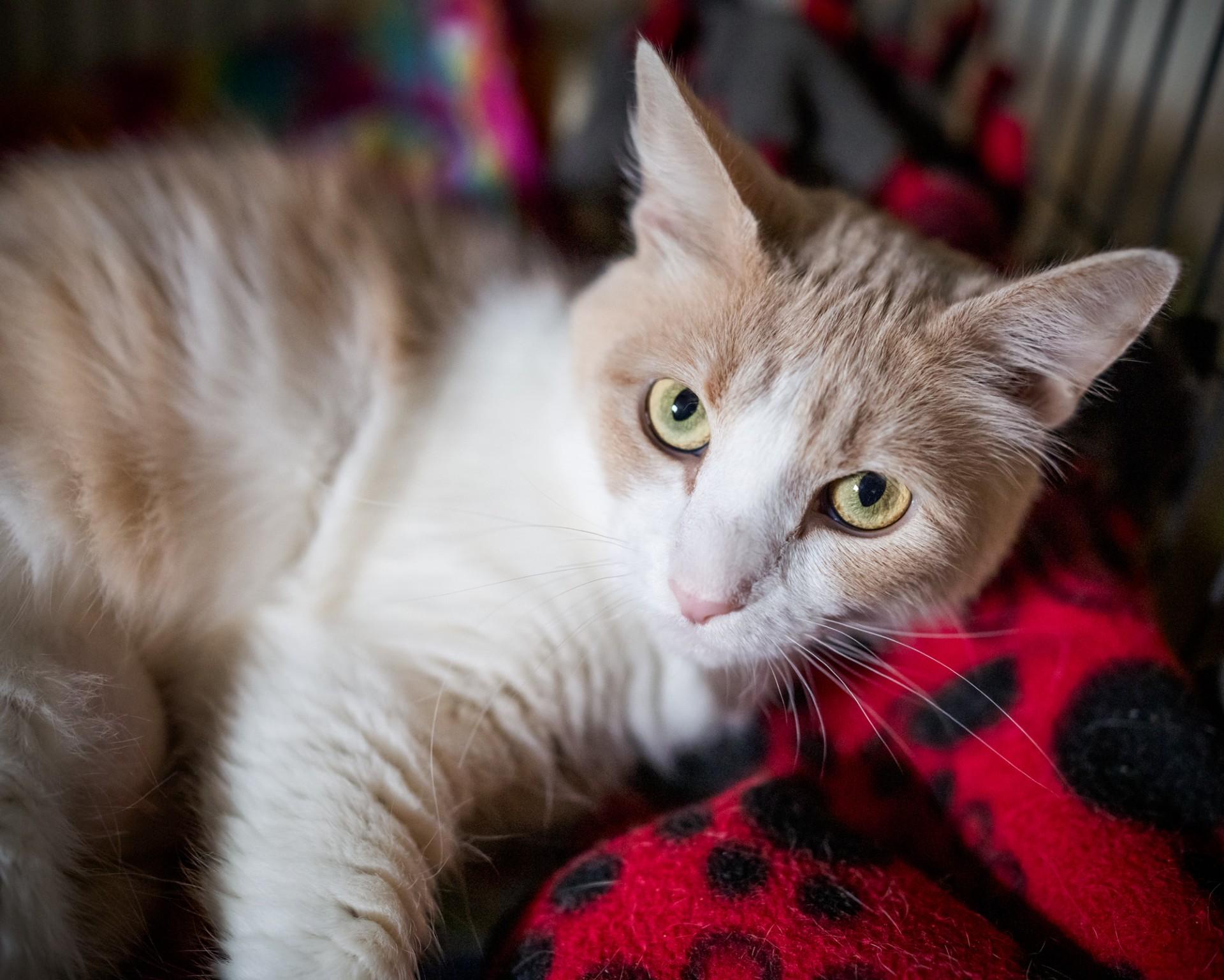 Grace, Adoptable, Adult Female Domestic Short Hair.