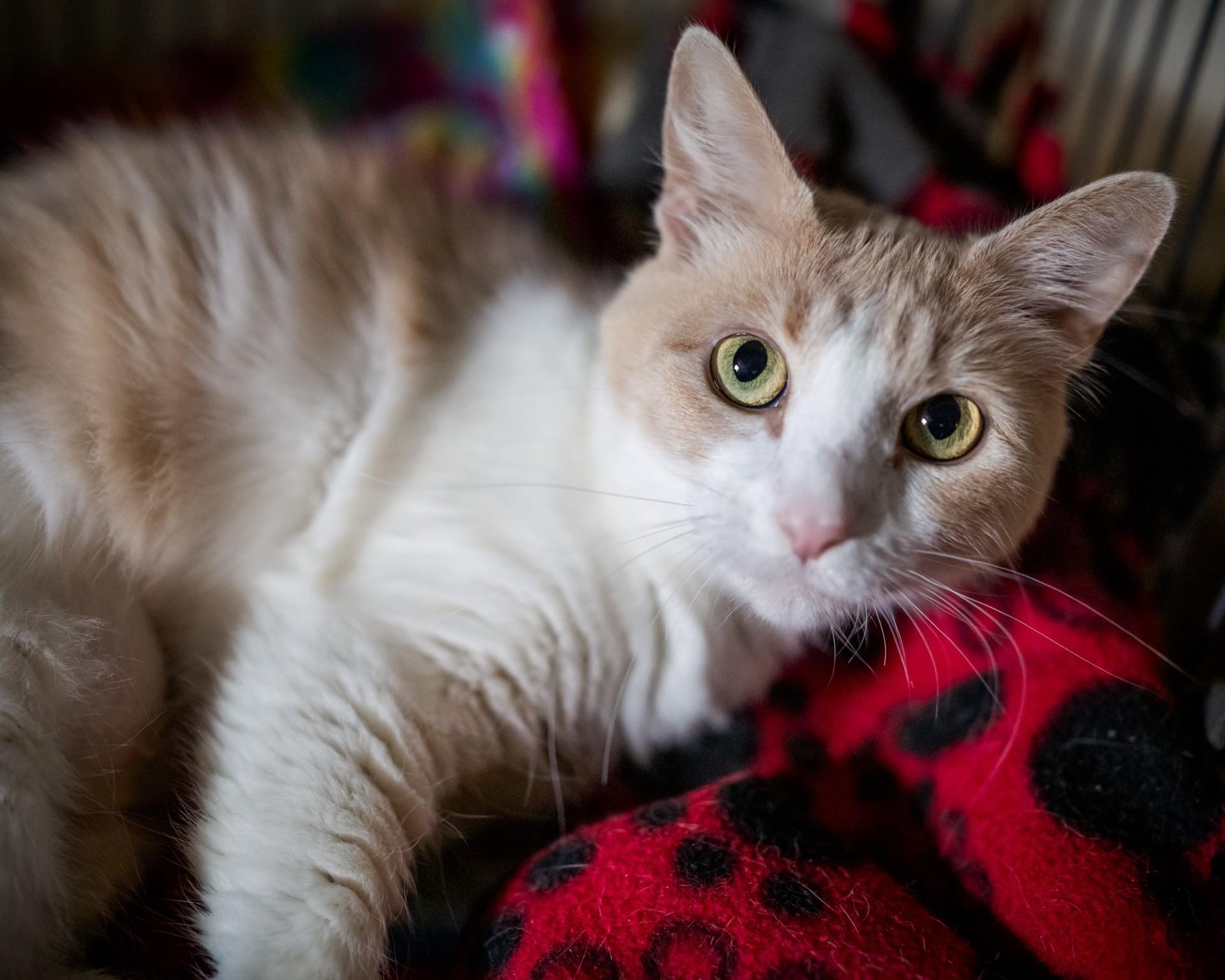 Enlarge Grace, a Adoptable Domestic Short Hair in Solon, IA image 2/2