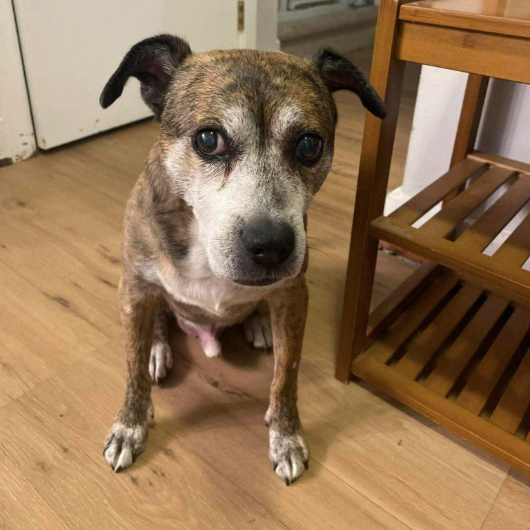 Enlarge Malcolm, a Adoptable mixed breed in Buies Creek, NC image 2/3