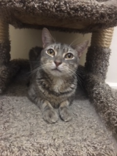 Bowie, Adoptable, Adult Male Domestic Short Hair.