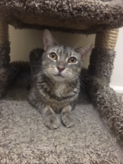 Enlarge Bowie, a Adoptable Domestic Short Hair in Nutley, NJ image 2/2