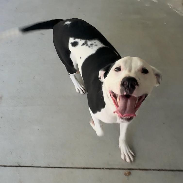Enlarge Kiro, a Adoptable Pit Bull Terrier in Manhattan, KS image 4/6