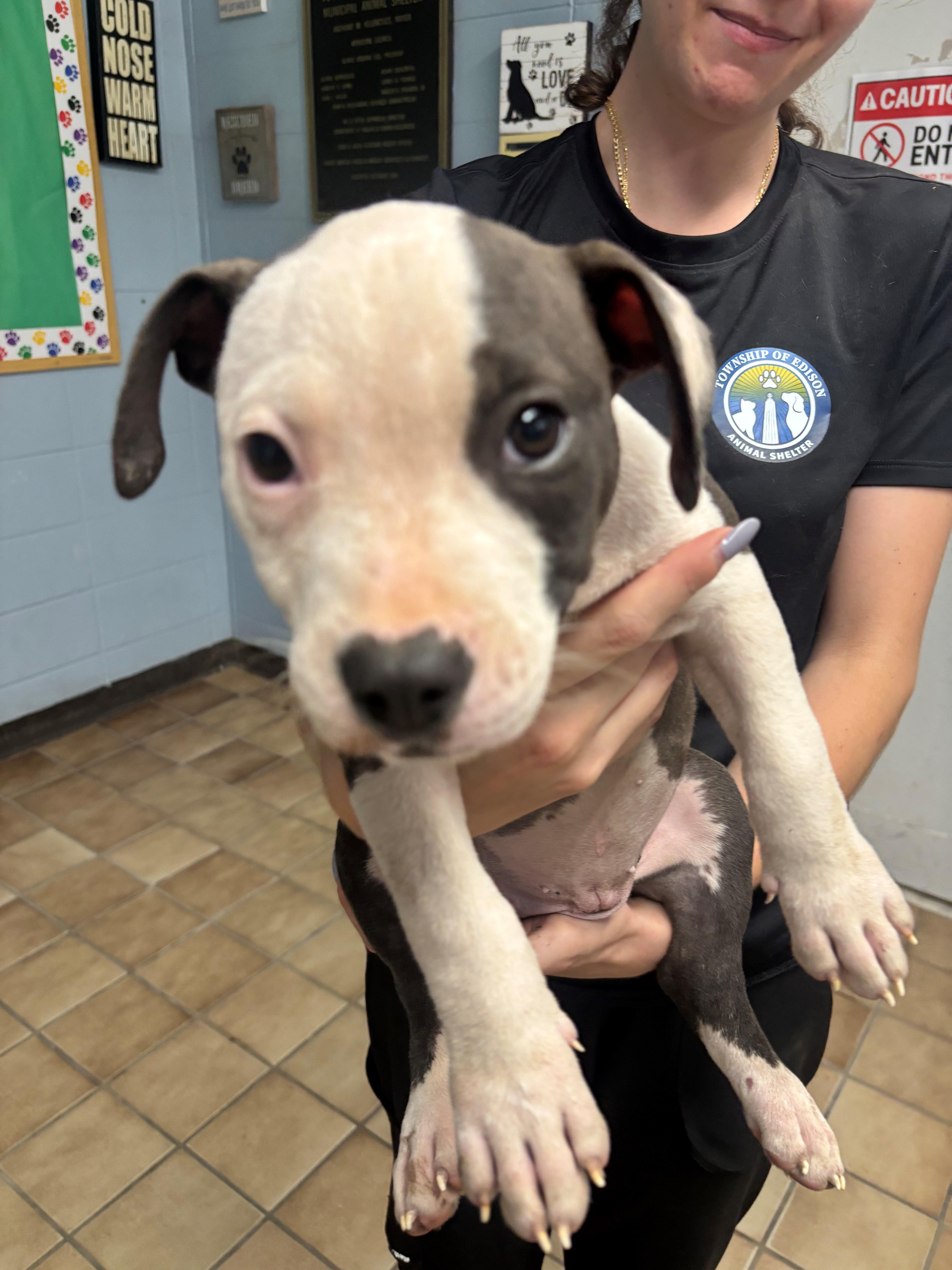 Gizmo, Adoptable, Puppy Female Pit Bull Terrier.