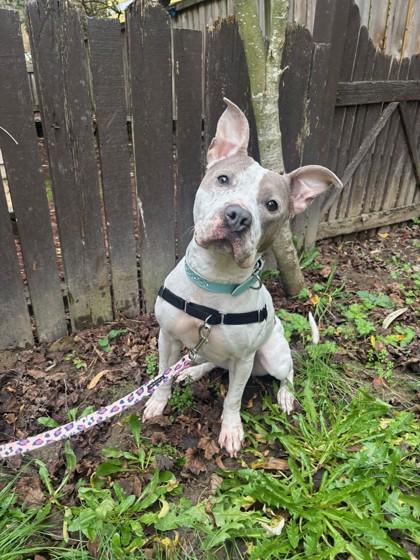 Daisy — thumbnail 3