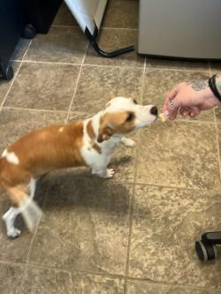 Enlarge Willy, an adoptable mixed breed in Murphy, TX image 3/3