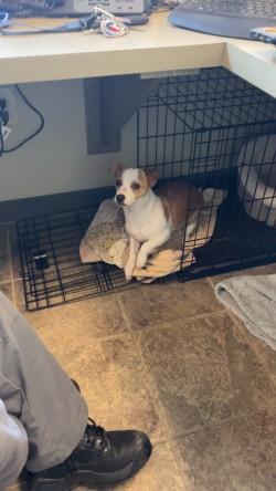 Enlarge Willy, an adoptable mixed breed in Murphy, TX image 1/3