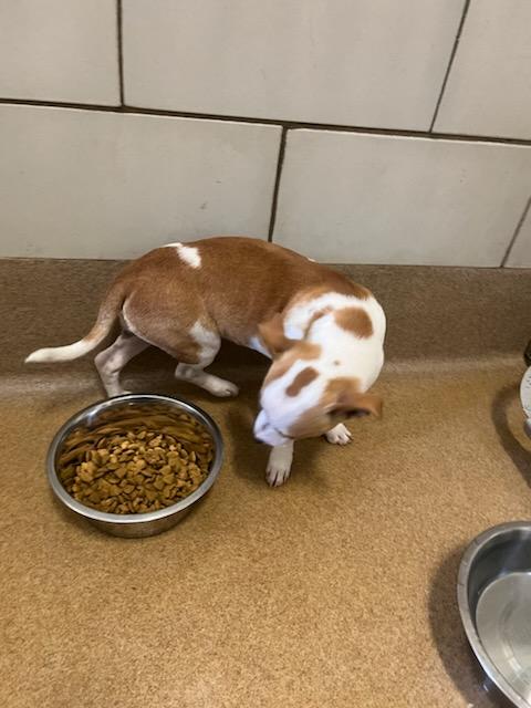 Enlarge Willy, an adoptable mixed breed in Murphy, TX image 2/3