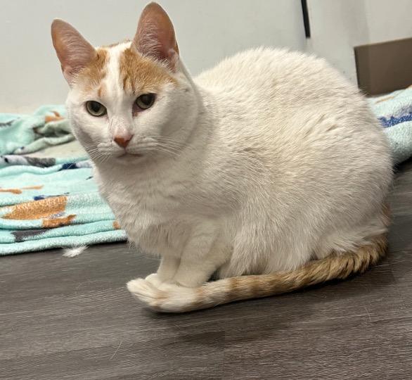 Enlarge Annabelle, a Adoptable Domestic Short Hair in Cincinnati, OH image 1/3