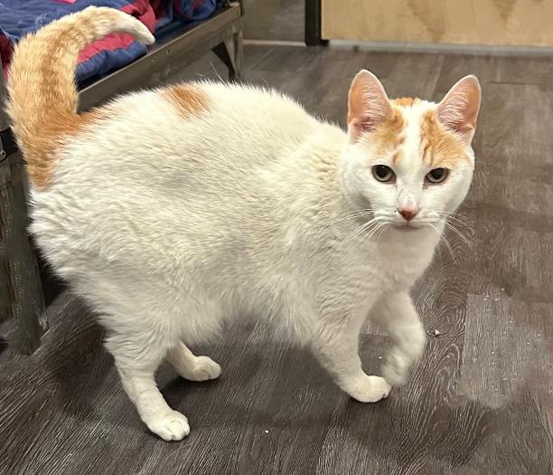 Enlarge Annabelle, a Adoptable Domestic Short Hair in Cincinnati, OH image 2/3