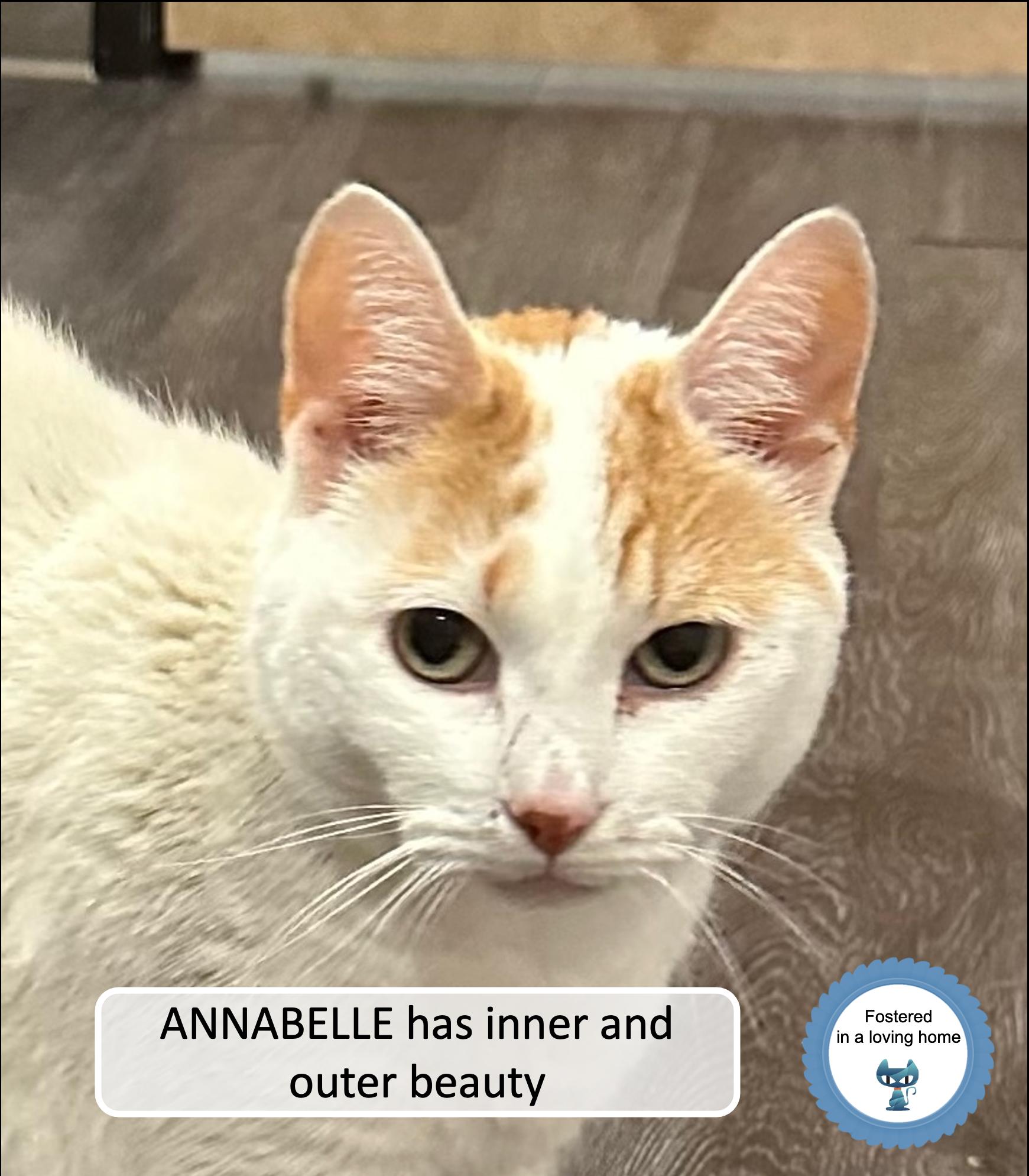 Enlarge Annabelle, a Adoptable Domestic Short Hair in Cincinnati, OH image 3/3