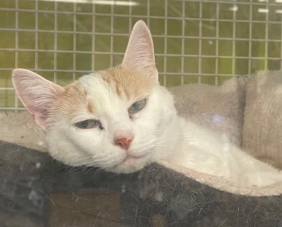 Enlarge Annabelle, a Adoptable Domestic Short Hair in Cincinnati, OH image 4/4