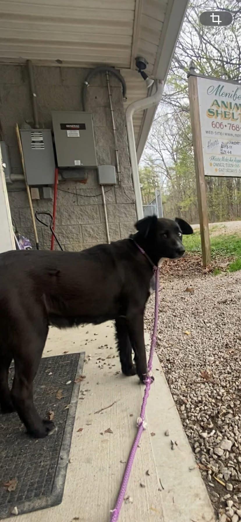 Athena, a Adoptable Australian Shepherd in Frenchburg, KY image 2/2