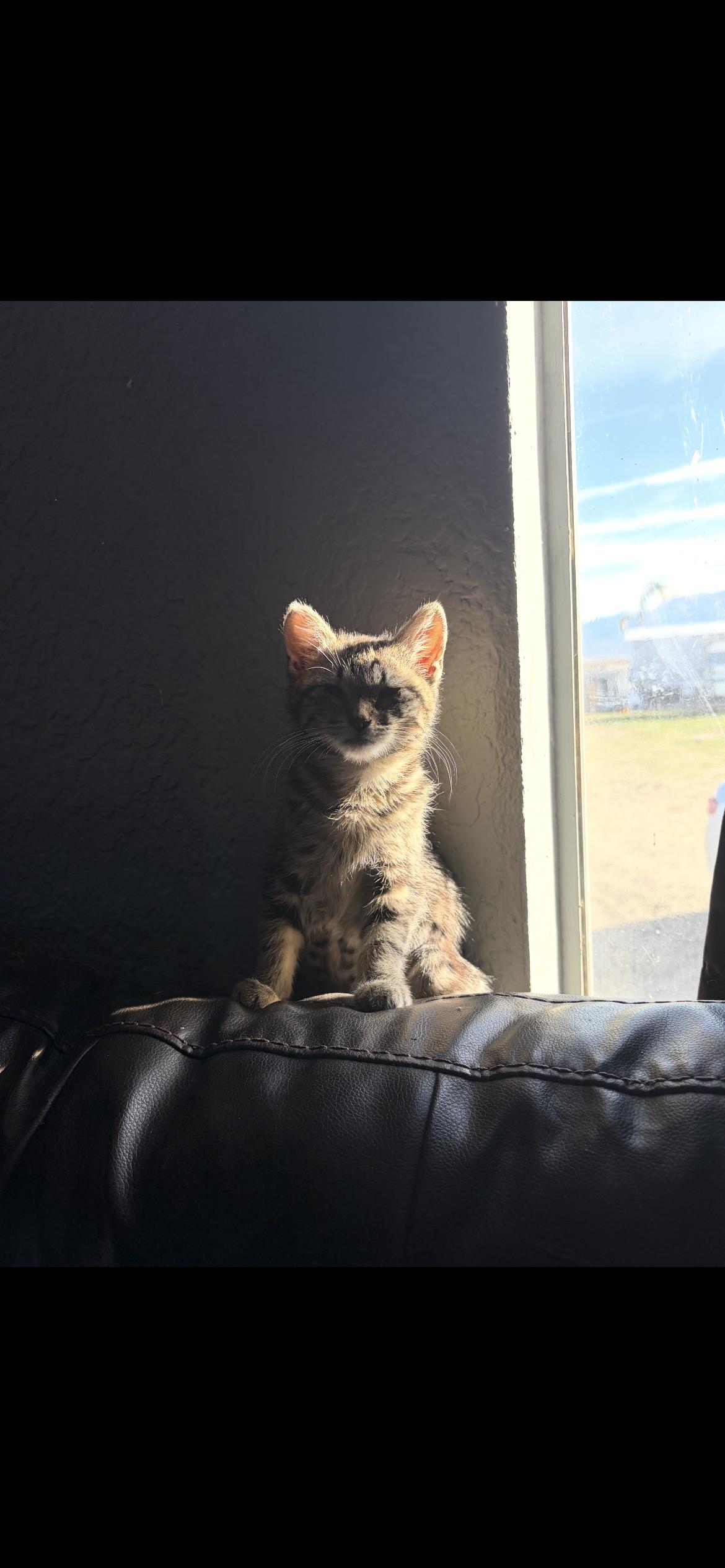 Tulip, ADOPTABLE, Kitten Female Domestic Short Hair.