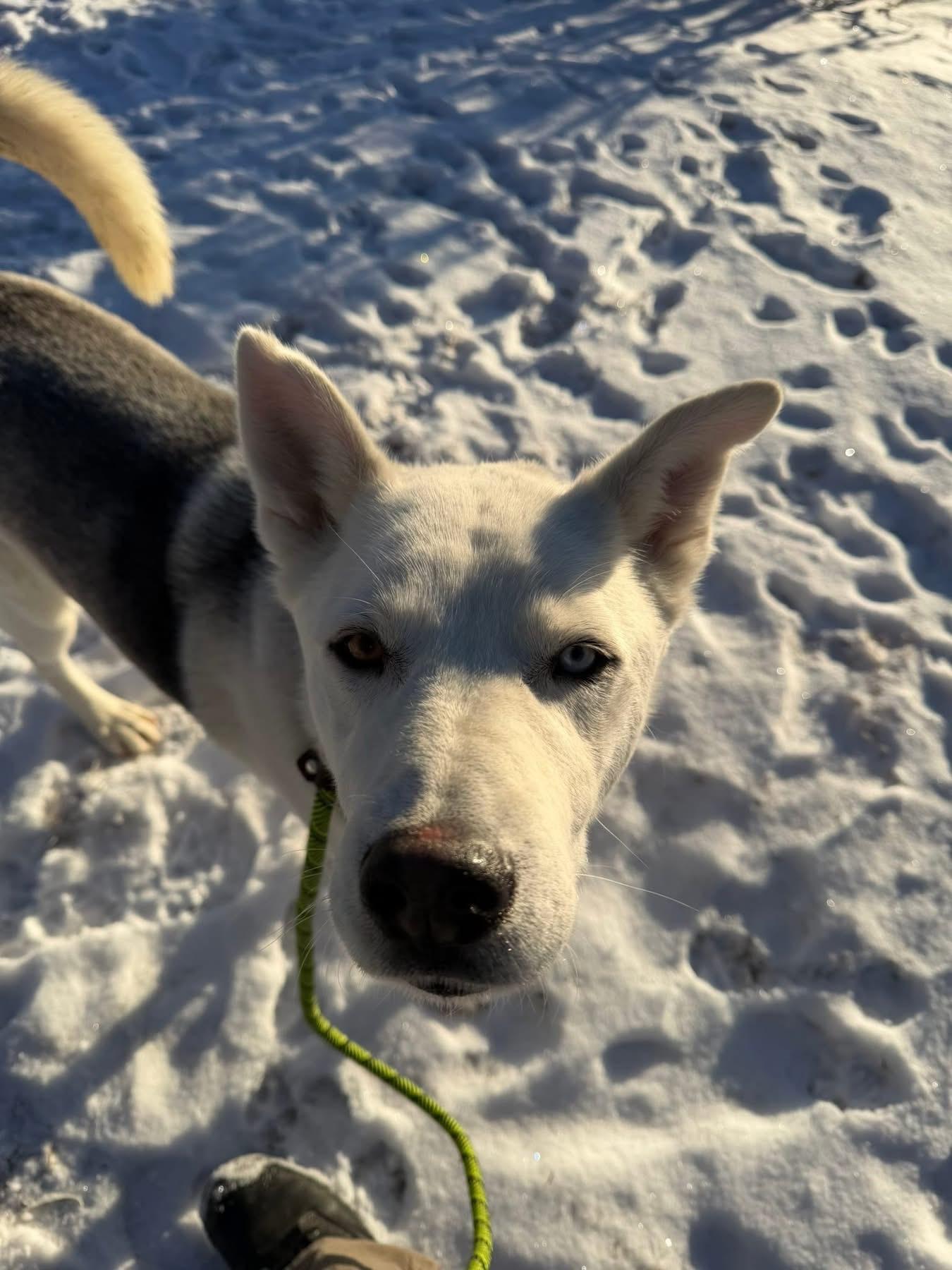 Frankie, Adoptable, Young Male Husky & Shepherd.