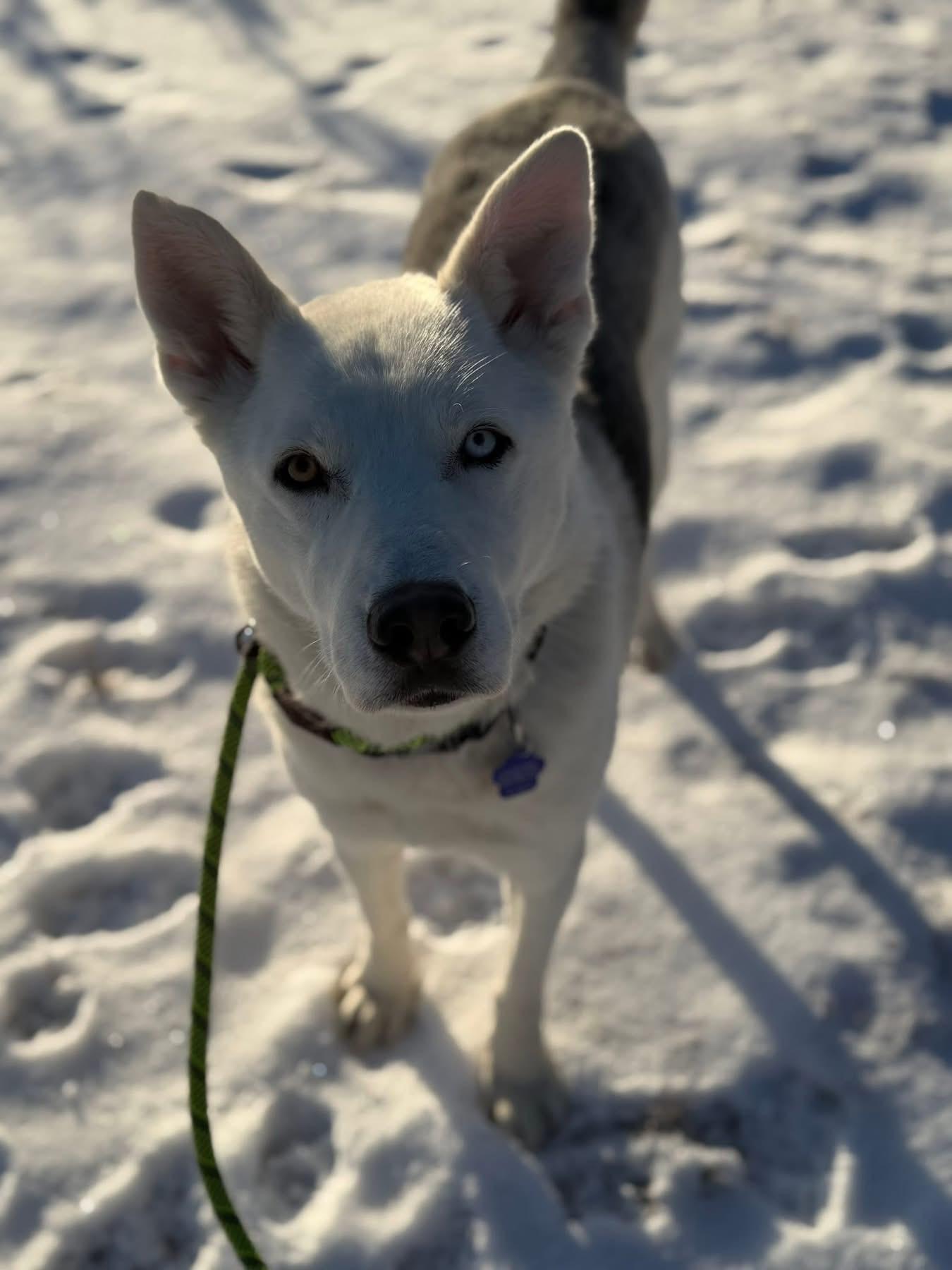 Frankie, a Adoptable mixed breed in Estes Park, CO image 2/2