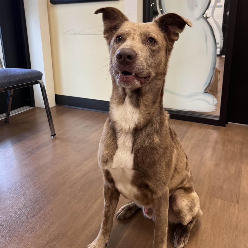 Apollo, Adoptable, Adult Male Australian Shepherd & Chocolate Labrador Retriever.